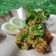 Cooksnap dari Fitria Angriani untuk resep Ayam geprek sambal ijo hashtag#5 resepterbaruku