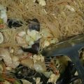 蕭美玲 的 家常炒米粉 cooksnap