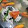 Cooksnap dari Helen Harianto untuk resep Sup Ikan Kemangi Devina Hermawan