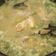 Cooksnap dari Esti Lusiana untuk resep Soto ayam bening (Lamongan)