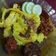 Cooksnap dari Aulia R. untuk resep Nasi Kuning Magic Com