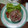 El cooksnap de Daniela muñoz cuando hizo Ceviche de salmón.