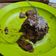 Cooksnap dari Gita Astari untuk resep Milo Lava Cake