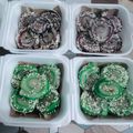 Cooksnap dari Ari untuk resep Mochi Gulung Simple dan Kenyal