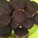 Cooksnap dari Julia Hasanah untuk resep Brownies kukus sederhana