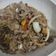 Cooksnap dari Marhadiyanto Dwi Dharmadi untuk resep Beef Teriyaki