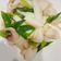 賴小孟 的 青蒜炒花支 cooksnap