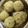 Ananthi @ Crazy Cookie's cooksnap of when they made சக்கரவள்ளி கிழங்கு லட்டு(sweet potato laddu recipe in tamil).