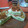 El cooksnap de nelida isabel medina cuando hizo Tarta de brócoli y queso con masa casera integral en la Flip.