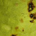 El cooksnap de Diana Vera cuando hizo Tortillas de harina con nopal y espinaca.