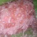 Cooksnap dari Arsad Banjar30 untuk resep Awug mutiara