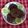 Amrita Chakroborty 's cooksnap of when they made #মোচার পকোড়া /বড়া(Mochar pokora recipe in bengali).