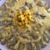El cooksnap de maybe cuando hizo Carpaccio de langostinos.