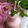 Cooksnap dari Angel Rose untuk resep Strawberry smoothies