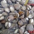 Cooksnap dari Biah Latopaz untuk resep Kerang rebus bumbu simpel