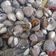 Cooksnap dari Biah Latopaz untuk resep Kerang rebus bumbu simpel