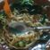Cooksnap dari Menik Nur Kartikasari untuk resep Mie ayam pelangi homemade | mie ayam goreng