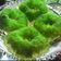 Cooksnap dari Ayuliza Afandi untuk resep Puding lumut pandan 🍃