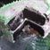 Cooksnap dari Yunita Megawati Sunardi untuk resep Brownies kukus ny. Liem