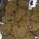 Cooksnap dari Kristin Aimee untuk resep Crunchy oatmeal raisin cookies