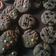 Cooksnap dari Nina Laela untuk resep Cookies coklat ala good time