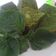 Cooksnap dari Auliya untuk resep Cake Bayam | Spinach Cake