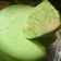 Cooksnap dari Chintia Putri Indriyani untuk resep Bolu Pandan Kukus irit simple cepet bikinnya