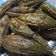 Apeksha sam का कुकस्नैप जब उन्होंने भरवां करेले (Bharwa karela recipe in Hindi) बनाया था।