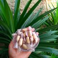Cooksnap dari Riana Rasyahlee untuk resep Permen Susu Jadul