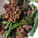 Cooksnap dari Tiara Nisa untuk resep Kacang panjang cah daging cincang