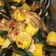 Cooksnap dari tiy untuk resep Udang & Kerang Saus Padang