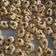 Cooksnap dari Dewi Noviana Wiardi untuk resep Oat cookies crunchy (recock)