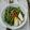 Cooksnap Nur Nadiah semasa beliau membuat Kacang Panjang Goreng Sempoi.