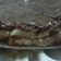 Cooksnap dari raguan hana untuk resep Chocolate Eclair Dessert