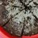 Cooksnap dari ReRe SiNyonya Chunk untuk resep Brownies kukus simple ala-ala no gagal