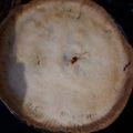 El cooksnap de nelfranchyr cuando hizo Empanada de atún.