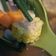 Cooksnap dari yaya barak untuk resep Sayur bening oyong wortel