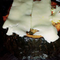 El cooksnap de yani ac cuando hizo Zapallo relleno (sin horno).