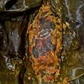 Cooksnap dari dewi untuk resep Pepes ikan mas