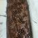 Cooksnap dari Laella Wahyu Izani untuk resep Brownies Panggang Shiny Crust