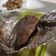 El cooksnap de Raúl Patricio Pizarro Rubilar cuando hizo Choclillo al horno.
