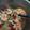 Scarlett Lin 的 酒蒸蝦 cooksnap