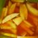 Cooksnap dari Rosita Firmansyah untuk resep Asinan Buah Bogor