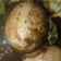 Cooksnap dari Mommy ind untuk resep Telur cit khas Banyuwangi