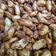 Cooksnap dari Ananda Suci paramitha untuk resep Kacang thailand (kacang goreng pedas daun jeruk)
