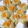 Cooksnap dari Fefe Tan untuk resep Siomay Ayam Udang
