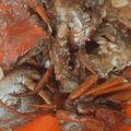 Cooksnap dari dtaprdnya untuk resep Kepiting Asam Manis
