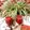 صورة من 🍓🍓 ام اسلام 🍓🍓، شاركها بعد تجربة وصفة عصير الشمندر مع ليمون 🍋و برتقال 🍊