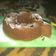Cooksnap dari MeMe untuk resep Bolu coklat kukus