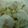 El cooksnap de MaryGlory cuando hizo Coliflor con mahonesa de anchoa.